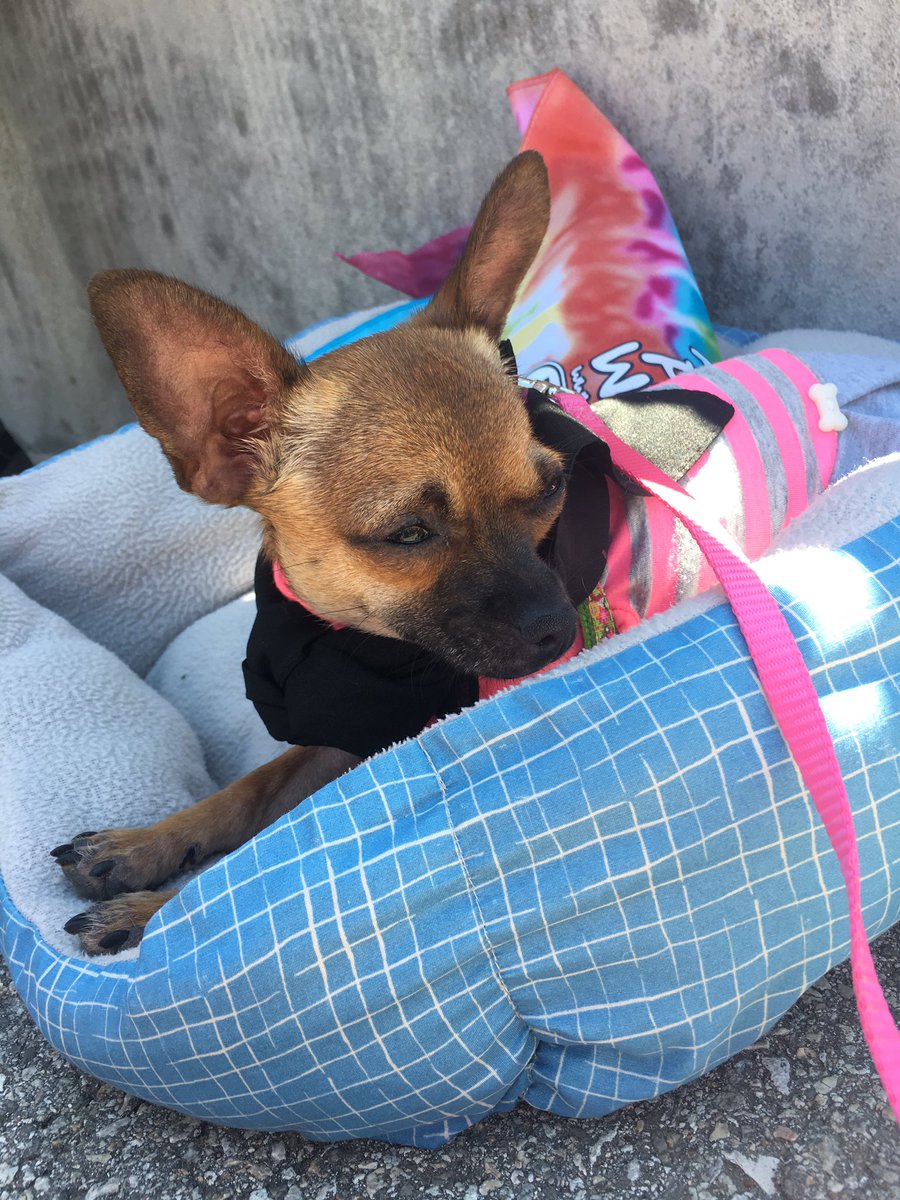 BastropAnimalRescue tweet media