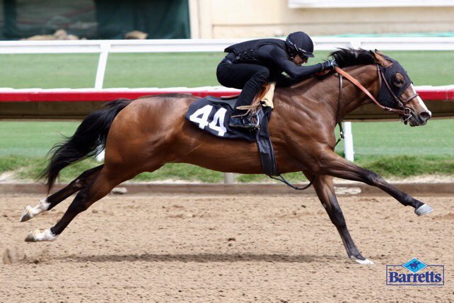 BarrettsSales's tweet photo. Reminder! May Sale of 2YOs Training Preview is Monday, 5/15, 10am at @DelMarRacing! Attend or watch live on https://t.co/oye2DsV7Sm 👀 https://t.co/nYtqtA1Q0J