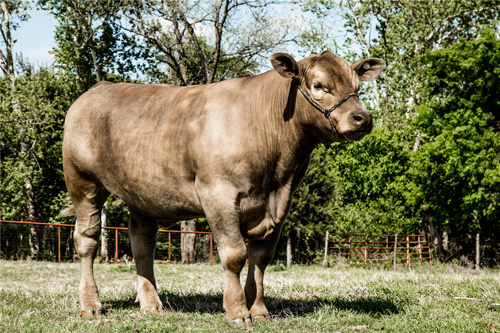silverdollartx's tweet photo. Don't miss out on the chance to purchase this beautiful steer while donating to a great cause at our event!#SDATR17 #SDATR10Years #XORanch https://t.co/E9TWWIuIfw