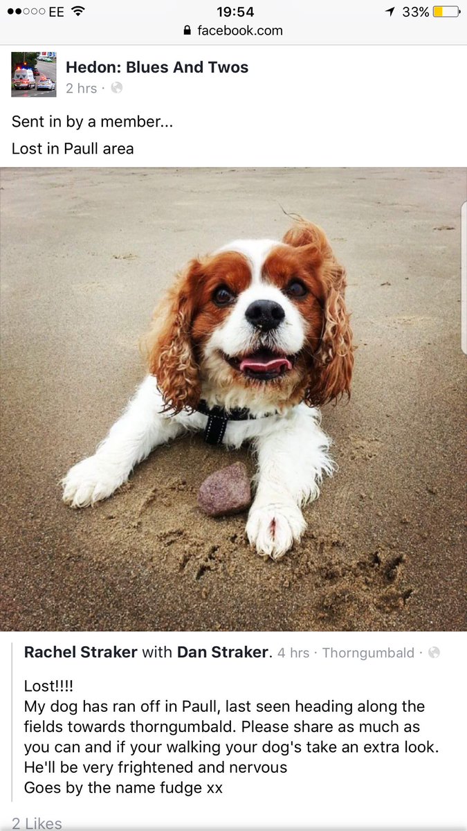 PCSODarrenB's tweet photo. Lost dog in #Paull / #Thorngumbald area via #Hedonbluesandtwos #findfudge https://t.co/jjyAYNXtay