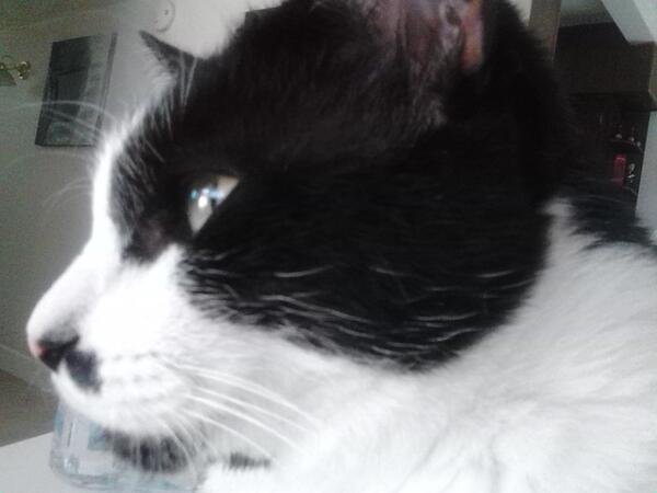 TheFuckingCat's tweet photo. The Fucking Cat passed away last night, peacefully. He will live on in this acct. #CatGod #AmazingCat #HeavyHeart <3

BURT  5/2007-5/2017 https://t.co/cxwBo2xSXG