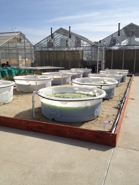 jbei's tweet photo. Scientists complete first EPA-approved outdoor field trial for genetically engineered #algae @UCSanDiego #bioenergy https://t.co/vzNEiNIPxL https://t.co/Xt1OLIXtrG
