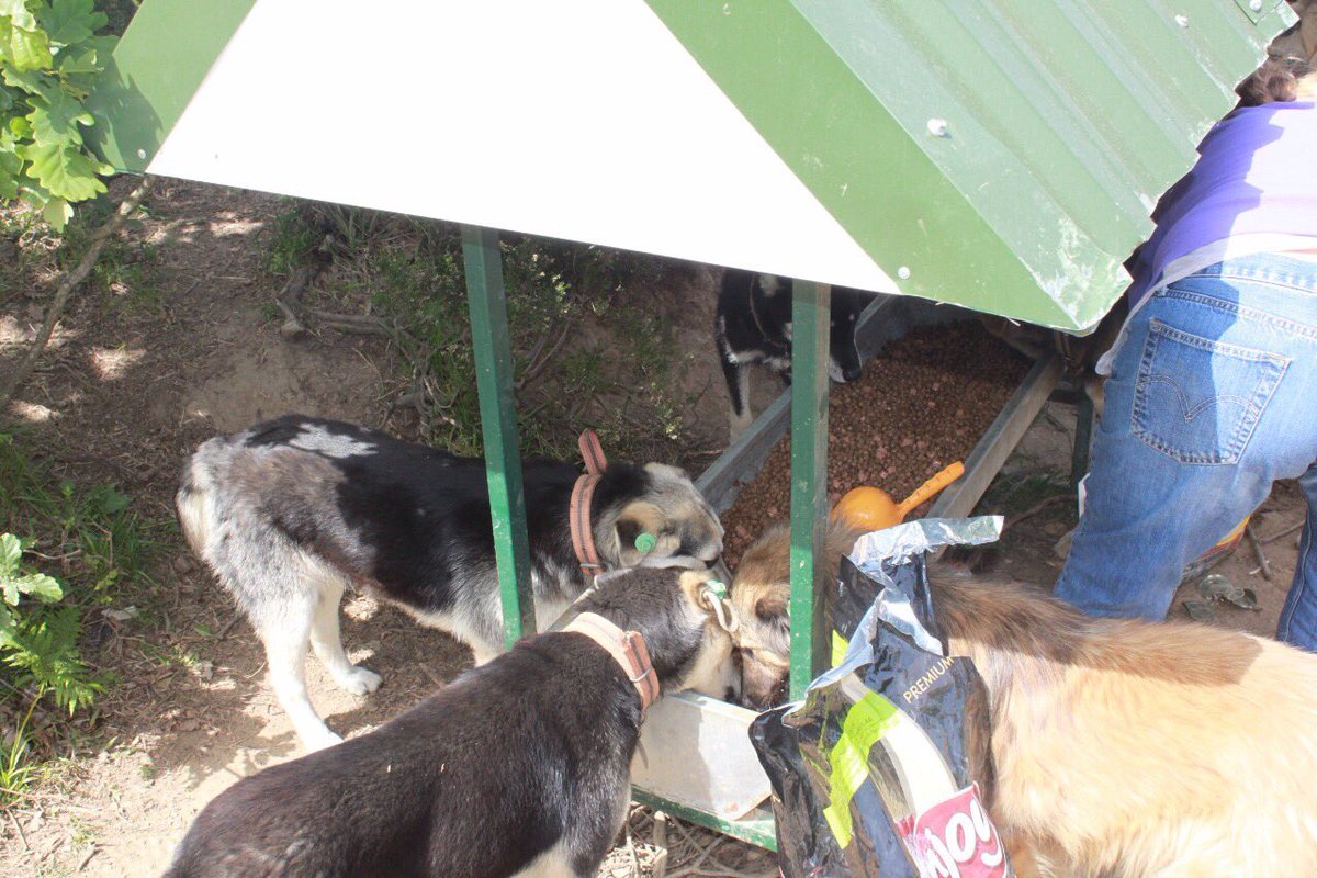 byknthyvnsvrler's tweet photo. Beykent üniversitesi hayvanseverler kulübü olarak patili bahçe beslememizi ,yaklaşık 200 kilo mamamızla gerçekleştirdik 🐶😻 @BeykentUnv https://t.co/yhVrHZJb0Q