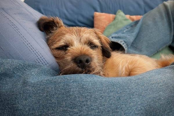 HarrybtGreaves's tweet photo. Pals ize been takin a break today while de fatty been werkin https://t.co/zLSqHkbzRv