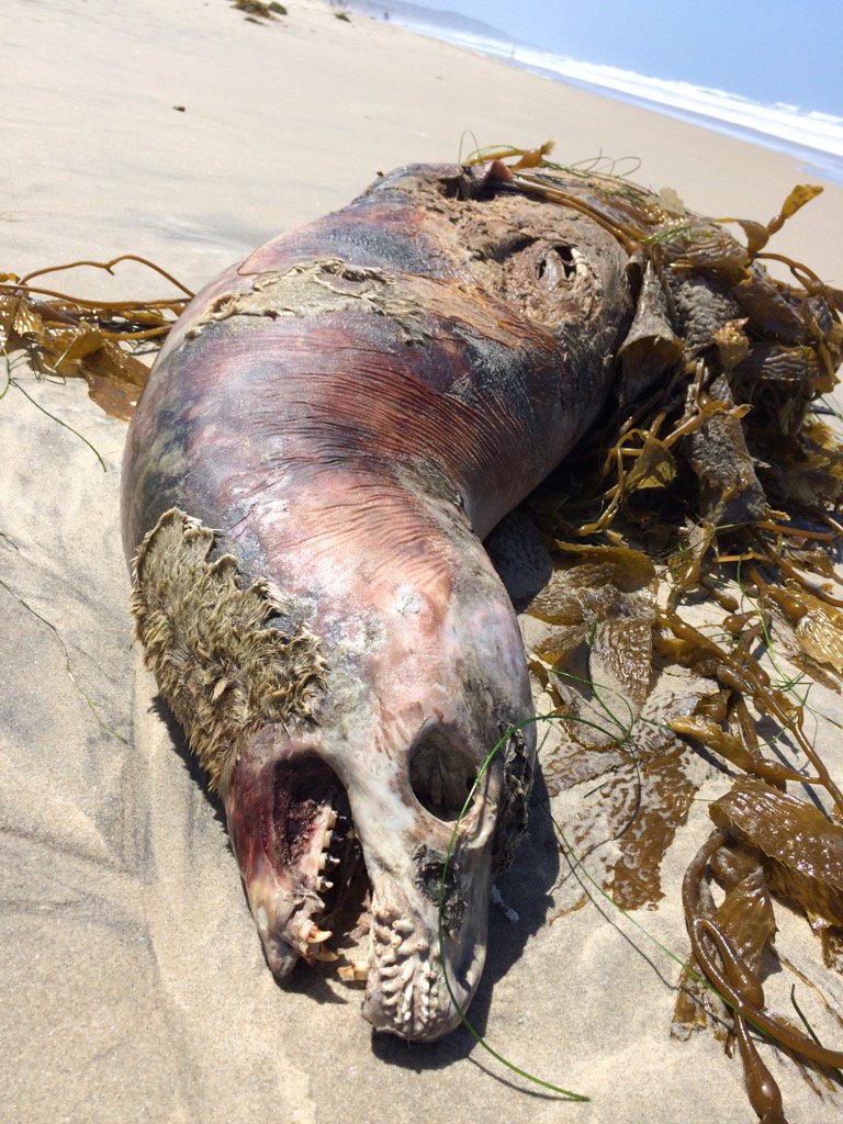 Sean Casey tweet media