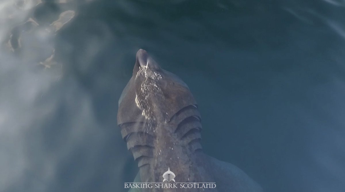 BaskingSharkSco's tweet photo. #baskingsharks back in town!!!!! Stayed tuned for more information! https://t.co/yjszhC7MMA