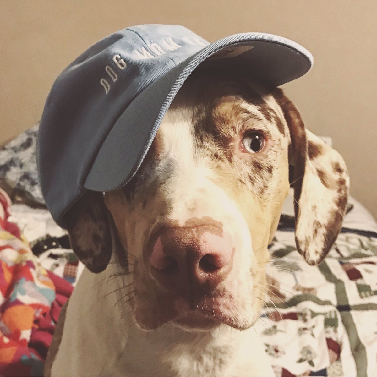 dog_rates's tweet image. Mother's Day Sale! 🐶

Use code "DOGMOM" for 10% Off

Lasts until tomorrow night! 🐕

Shop Now → weratedogs.com