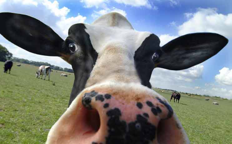 Glossaholics's tweet photo. Back on #bulletproofcoffee @bpnutrition so expecting #dairyface @drnigma to make its appearance. Moooooooooooo is me https://t.co/HydYRkPREC https://t.co/N25gR8iPnJ