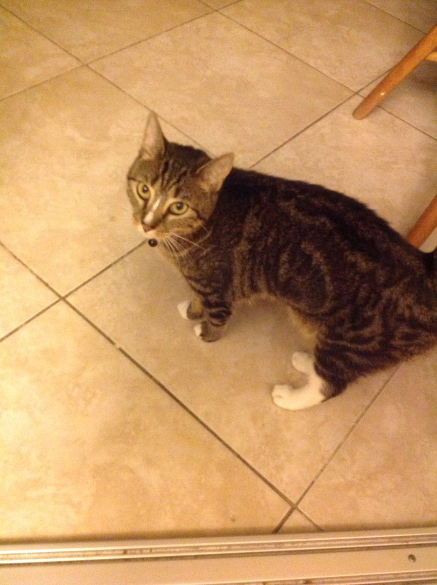 brandoncote63's tweet photo. Update: I got two new cats https://t.co/4U0PIgchIs