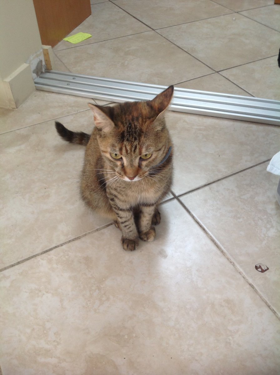 brandoncote63's tweet photo. Update: I got two new cats https://t.co/4U0PIgchIs