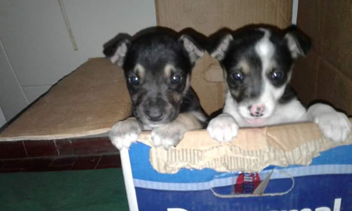 Vickicampos4's tweet photo. En adopción!!!! Zona ruta 20 https://t.co/hgDnsOGw01