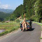 これはビビる!狩猟後のトラックには抜かれたくない w