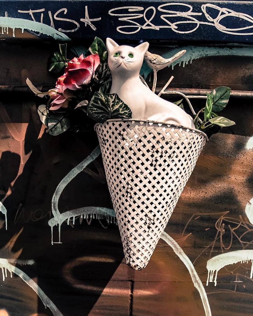 13x13photo's tweet photo. #trashkitty ๐ฑ
.
.
.
#toronto #thesix #canon #canon70d #canon_photos #canon_official #canada #adobe #lightroom #stโฆ https://t.co/alL3nHjkMm https://t.co/FuTrM2KLJN