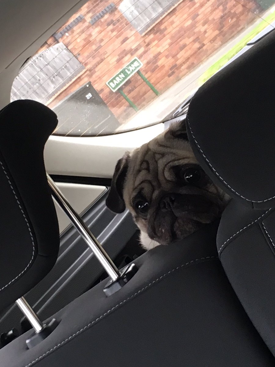 _Adam_89's tweet photo. Chubbs living it up in the new car #scaredpug https://t.co/xFdDsJv9Fx