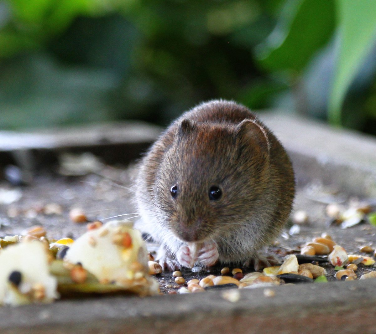 victorthevole's tweet photo. Night all #notwatchingEurovision V. @Natures_Voice @BBCSpringwatch @BBCWthrWatchers https://t.co/y5JHt9YvLi