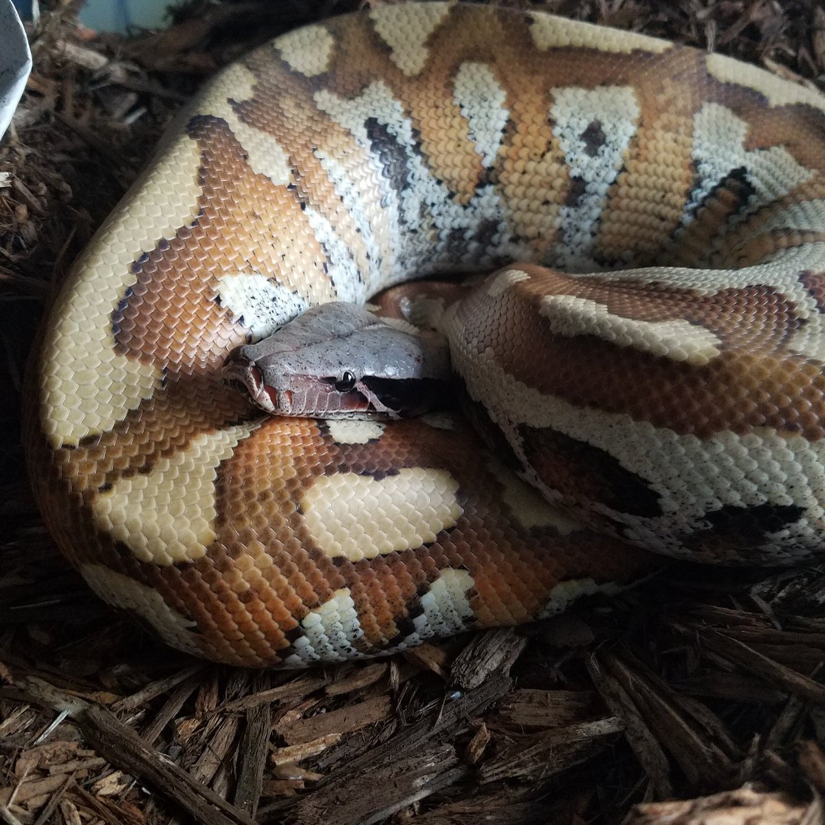 Memorypathherps tweet picture