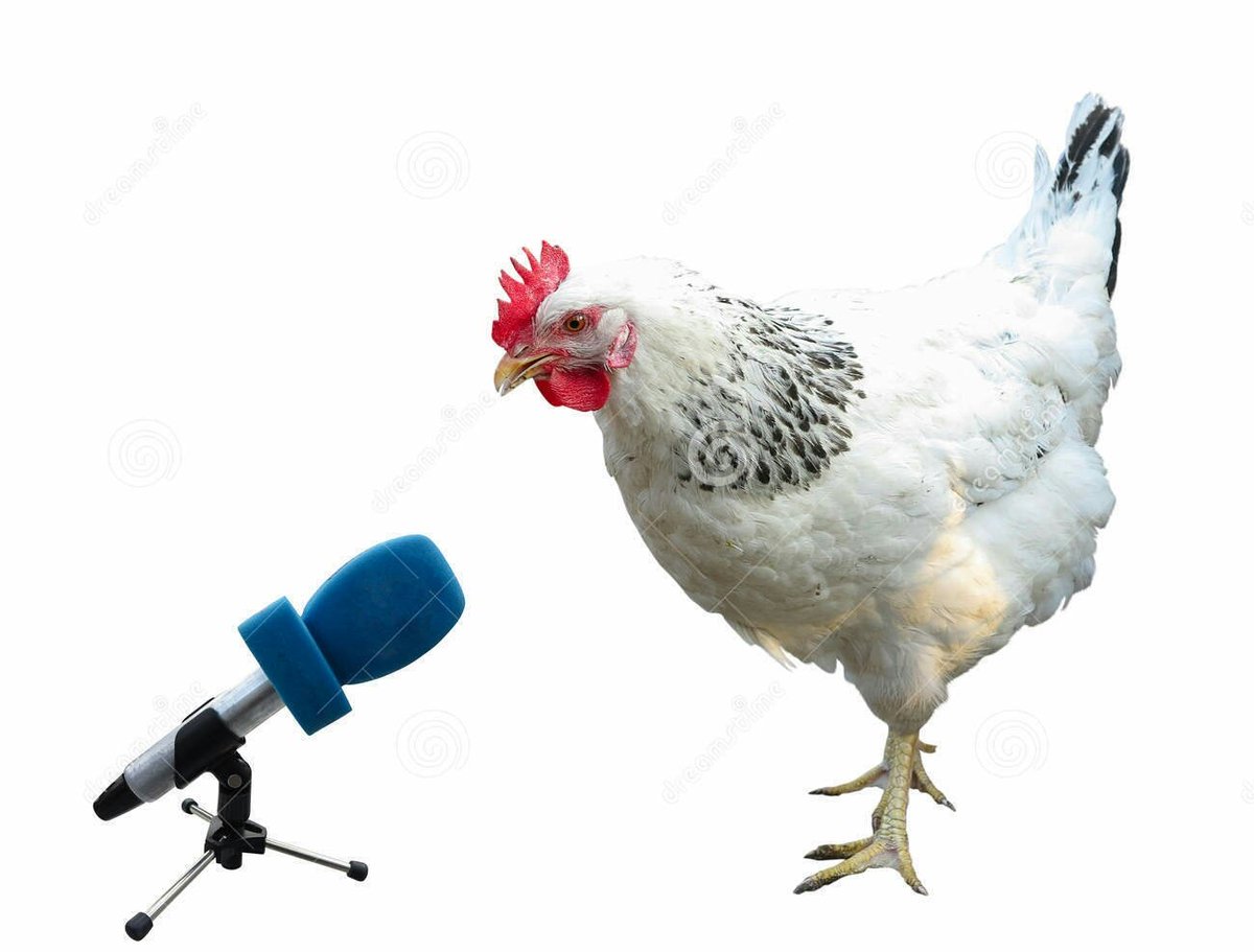Laura_Bergen_'s tweet photo. –¿Qué tal la actuación, Manel?
–¡POLLO QUÉ SÉ!
#Eurovision https://t.co/oOolpROBY7