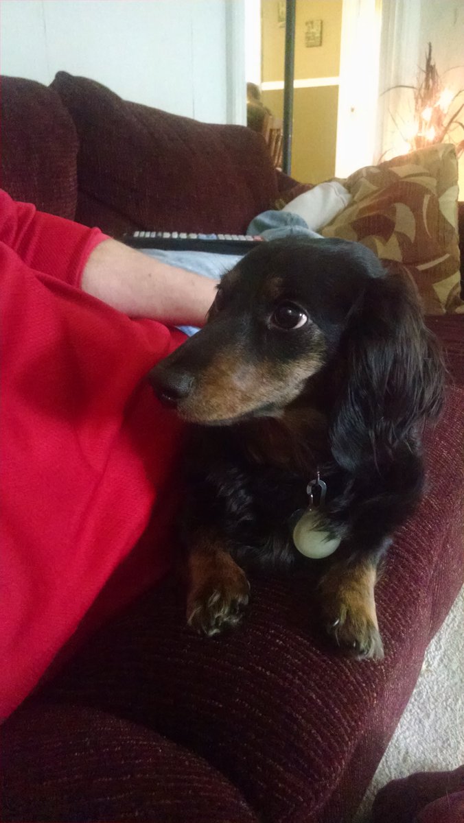 JoleeneDesR's tweet photo. @AshleyBeauty43 @JoannePlans @DooterCam Papa? Why does Kosmo get a Twitter account and I don't? #likethebigboysdo https://t.co/8cfK96WeSo