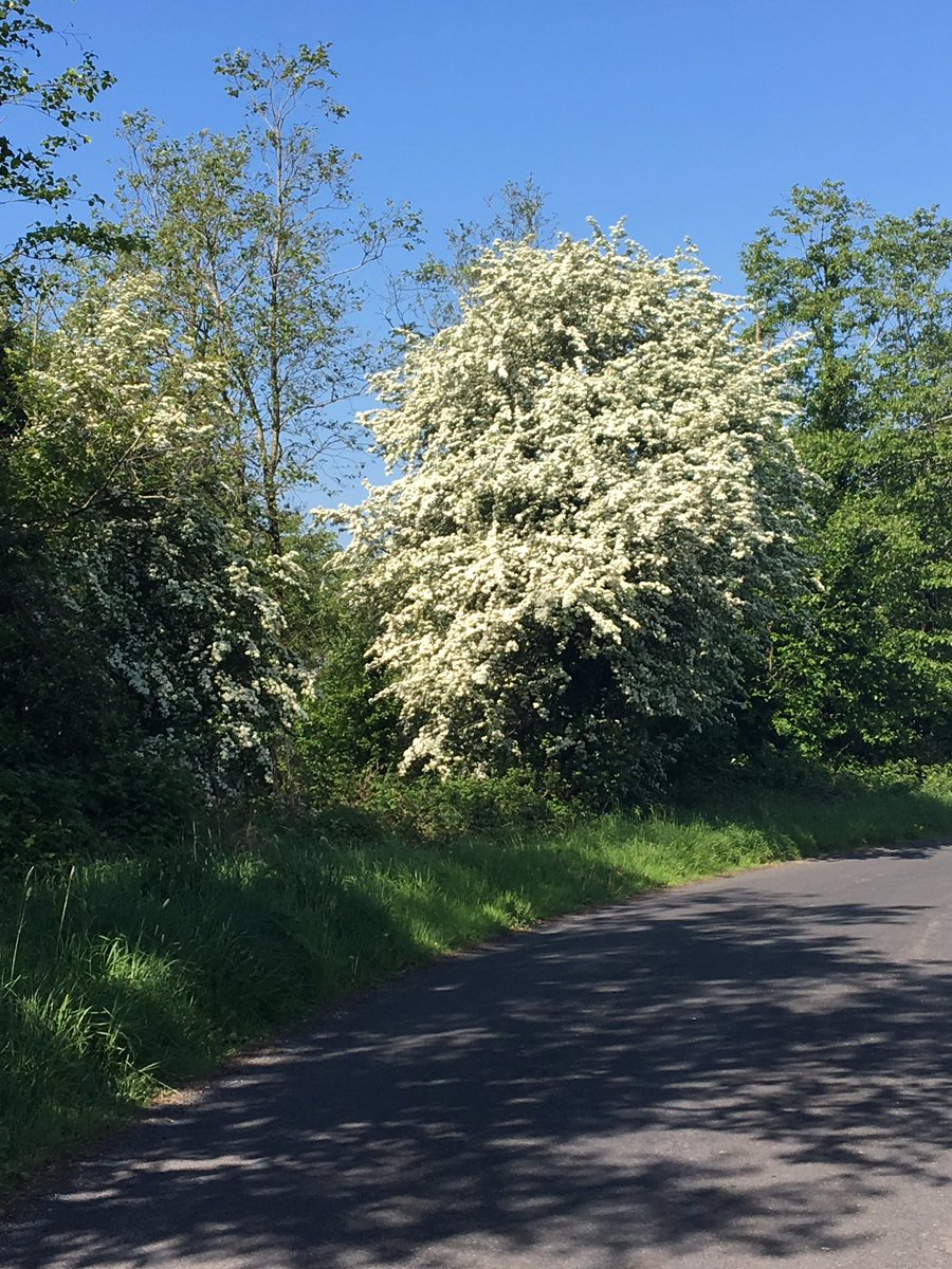 AtlanticWayCS's tweet image. The country is in full bloom with beautiful Whitethorn...