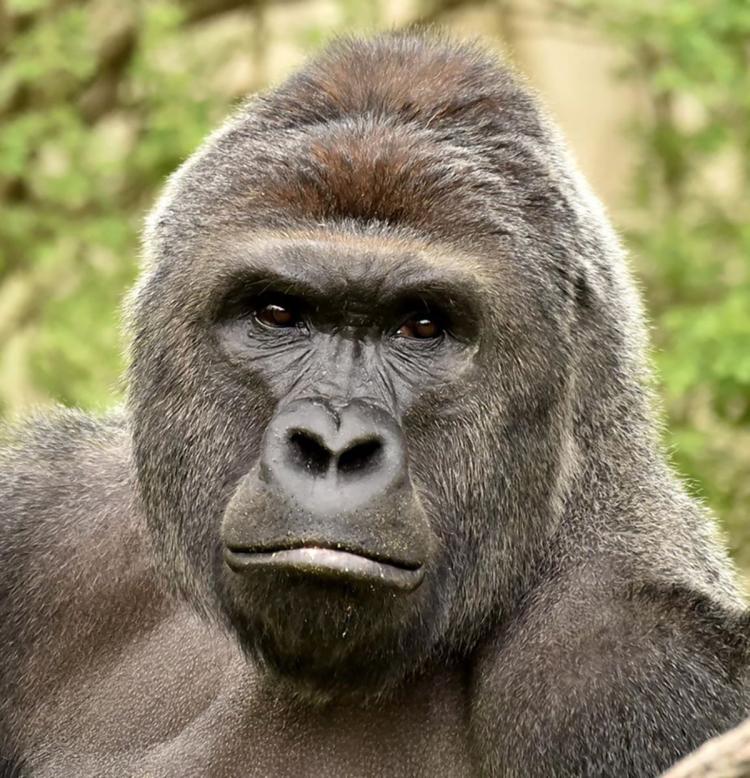 gitrdone923's tweet photo. @CincinnatiZoo @NatGeo This is my exhibition. #SaveHarambe https://t.co/5e8sZSYZGq