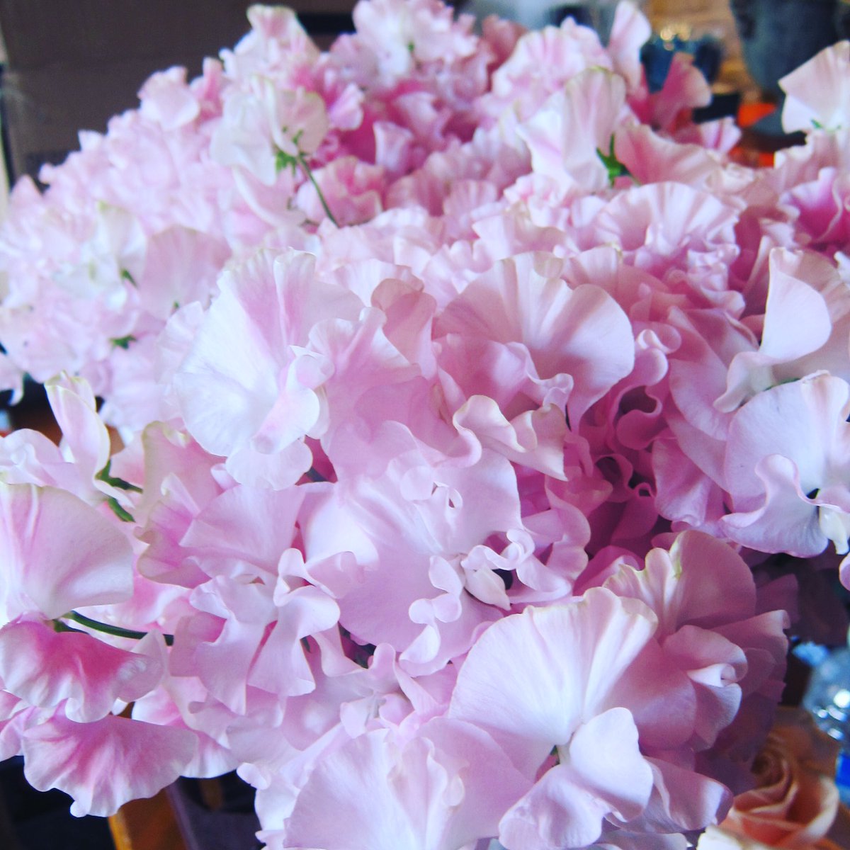 InaGaddaFlowers's tweet photo. #sweetpea #wedding #weddinginspiration #flowers #yorkshireflorist #LS6 #inagaddaflowers #delicious #pink #pinkpuff #dreamy ๐๐ญ๐ธ๐ https://t.co/oZjYGcR4sF