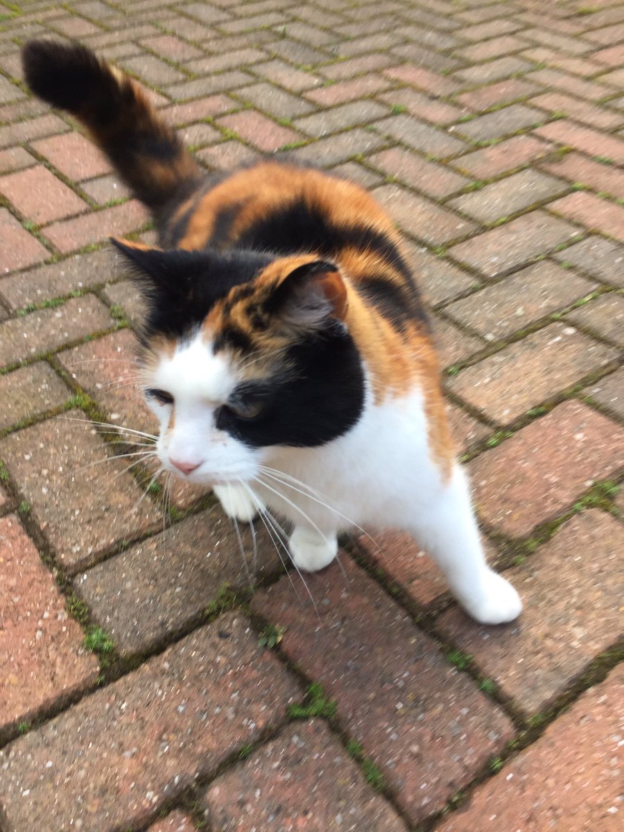 Ya fink ya run Stanwix? Ya wrong fanny. Dis queenie runs Stanwix. Lost a bit of tail &amp; got a massive facial scar rising to the top but.