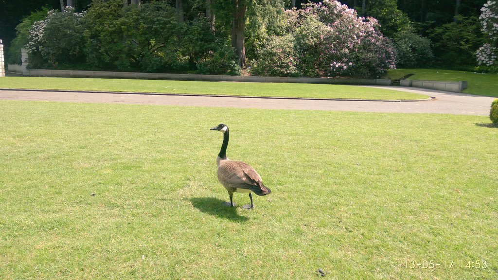 bhubaneswarbisi's tweet image. #BloedelReserve #Brainbridge