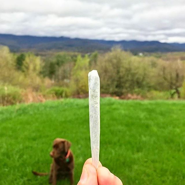 weed_native tweet picture