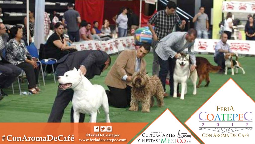 feriadecoatepec's tweet photo. DÍA DE #PERROS! Disfruta MAÑANA de un gran día con tu #MASCOTA en la #FeriaDeCoatepec2017 de 13:00 a 16:00 hrs! 🐶🐶😎 https://t.co/i0at1vqXvR