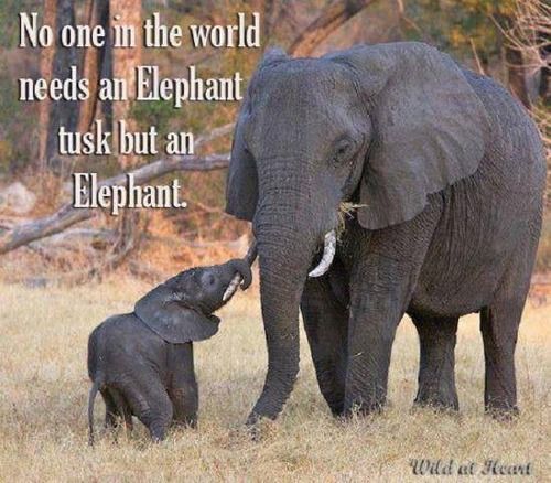 Ecogranjero's tweet photo. Nadie en el mundo necesita un colmillo de elefante mas que un elefante....
No al #maltratoanimal https://t.co/e08qmTLlCc
