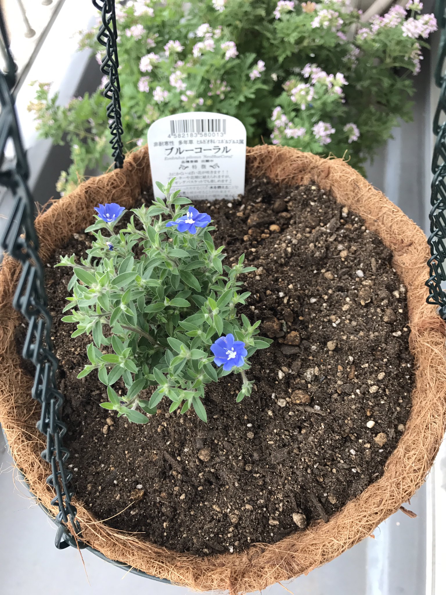 高田ゆうき 私が青い花好きなのは 青い花 作家のノヴァーリスを意識した太宰が 彼氏の山岸外史とかと出した同人誌タイトルだから ではなく 単純に青好きだからです アメリカンブルー買うなら小関園芸のブルーコーラルと決めてたので今日から夏が 高田ゆうき 私が青い花好きなのは 青い花 作家のノヴァーリスを意識した太宰が 彼氏の山岸外史とかと出した同人誌タイトルだから ではなく 単純に青好きだからです アメリカンブルー買うなら小関園芸のブルーコーラルと決めてたので今日から夏が