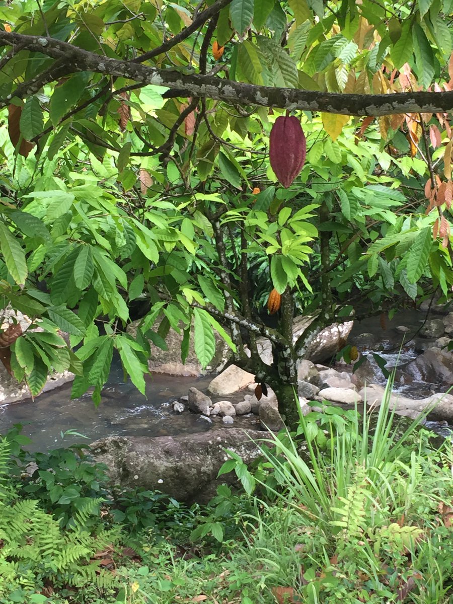 KarenChocWaller's tweet photo. Day spent exploring west of #Grenada with a rainforest walk to Concord Falls. Saw my first cacao trees 😊@rococochocs @GrenadaChocoFes https://t.co/hqzhWYMAdt