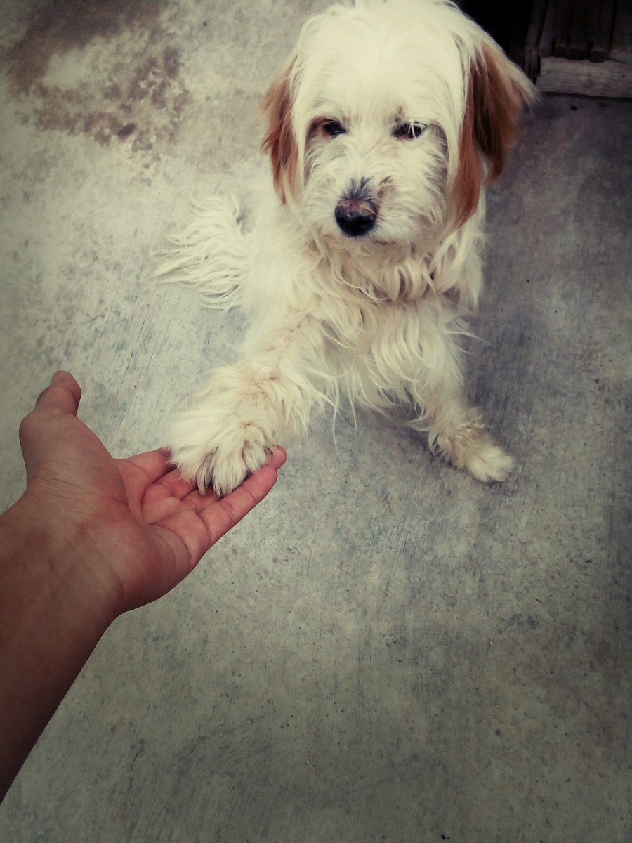 ChekoKafka's tweet photo. #petweek #Miperro #mascotas https://t.co/9NVJIRdKI4