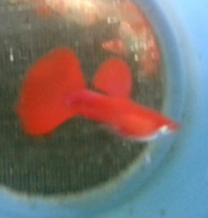 InBanua2's tweet photo. Pecinta Ikan Hias Guppy BekawananBBM : 5EBD9231IG : guppy_banjarmasin #Banjarmasin #Ikan https://t.co/1kwwuAjXGj