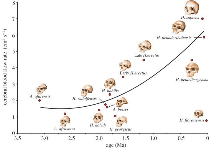 Flow Chart Of Human Evolution