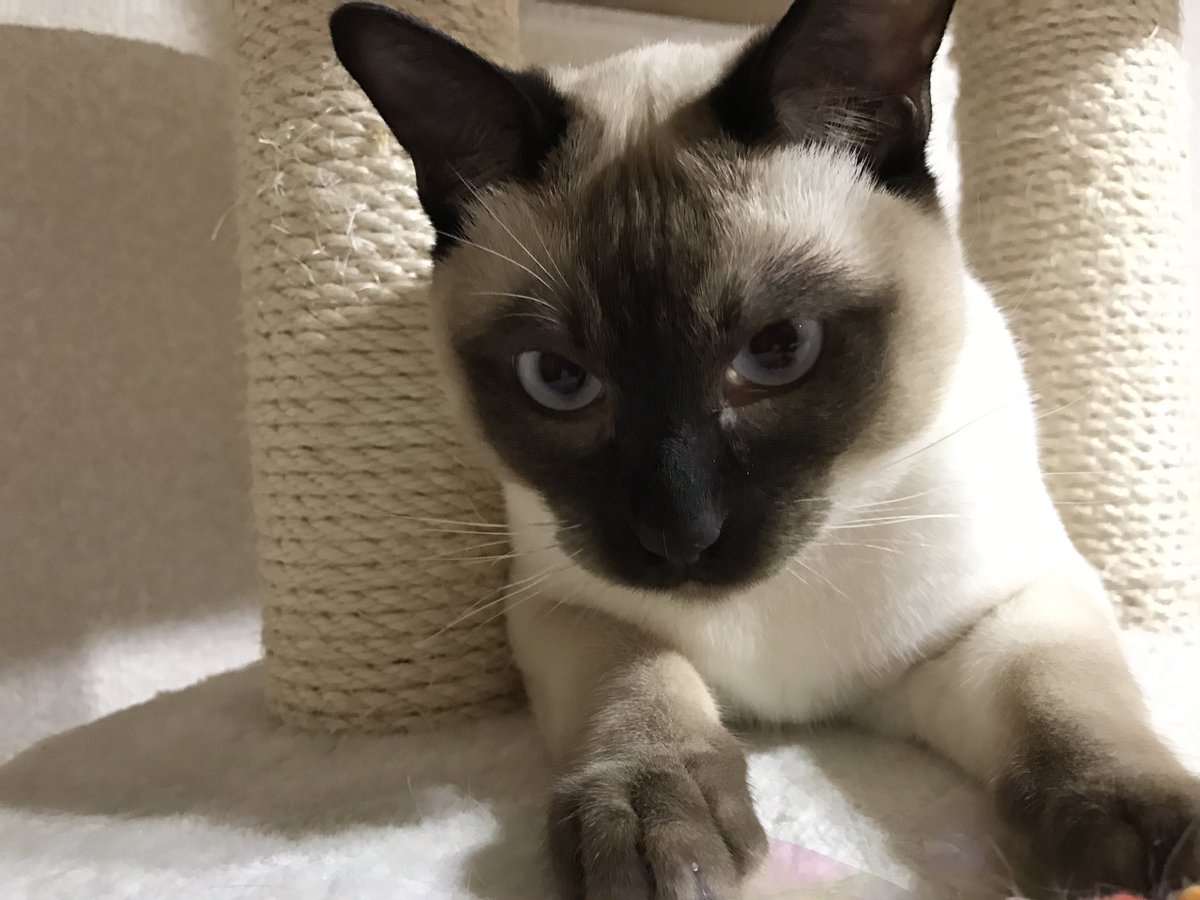 neko_mameeee's tweet photo. ななまつくん(茶白/オス): 最年長のシャイボーイ、鍵しっぽ

たきちゃん(トンキニーズ兄/オス): ななまつくんとは3ヵ月違い、芸達者なもちもちボディ

りんこちゃん(トンキニーズ妹/メス): たまにくノ一りんの者になるかわい子ちゃん

みんな甘えん坊の優しいにゃんこです😼😺😸 https://t.co/zYPa7Sbfdl