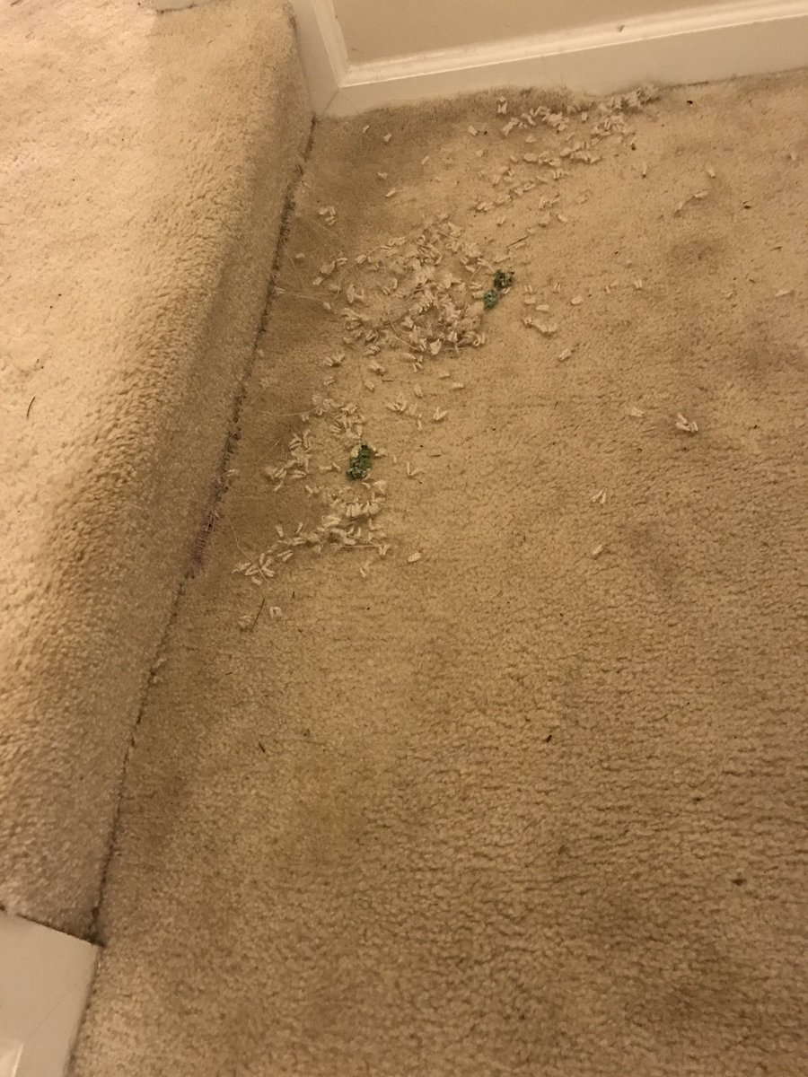 Daisy_hounddog's tweet photo. Decided to rip up the rug while @scifigal13 was out.... https://t.co/GPncUuxKyr