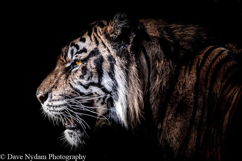 🎉 #MothersDay is right around the corner! Celebrate with <a href="/DaveNydamPhoto/">DaveNydamPhotography</a>!!! #CelebrateMom #LoveMom #DearMom #WildlifePhotography