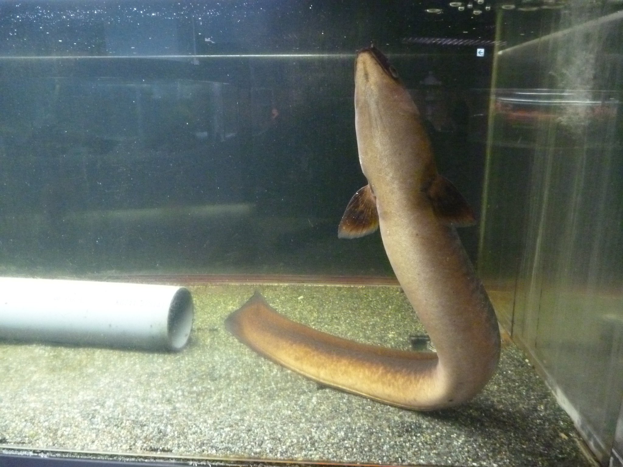 東京タワー水族館 でした 死んでるようにしか見えないオオウナギくんが好評でしたので 起きているときのオオウナギくんの写真も撮ってみました この状態は ご飯待ち のポーズです 結局お腹しか見えないですね 東京タワー水族館 でした 死んでるようにしか見えないオオウナギくんが好評でしたので 起きているときのオオウナギくんの写真も撮ってみました この状態は ご飯待ち のポーズです 結局お腹しか見えないですね
