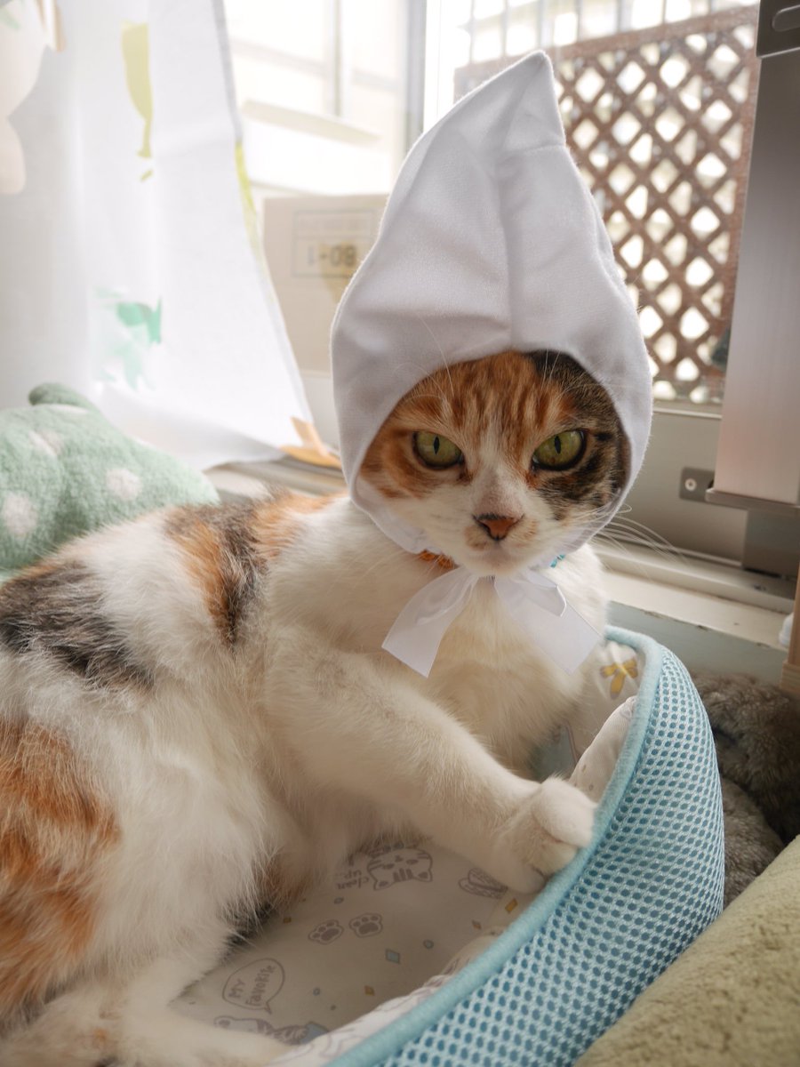 ねこずきんちゃん