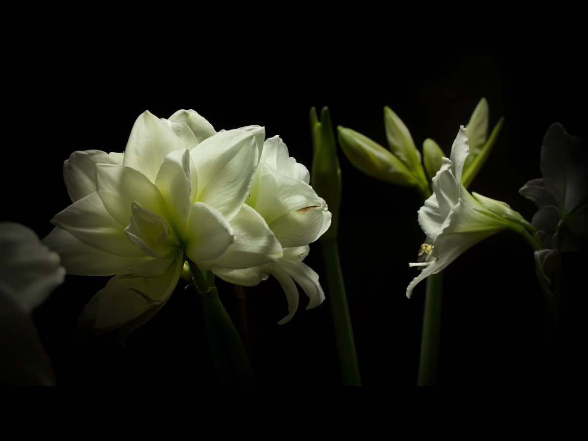 AgBioWorld's tweet photo. Time lapse video of spring flower opening like no other! Took 3 years to make. Soothing music too! Worth, Watch at https://t.co/fLBSQJVCHn https://t.co/oUQWtWeWpE