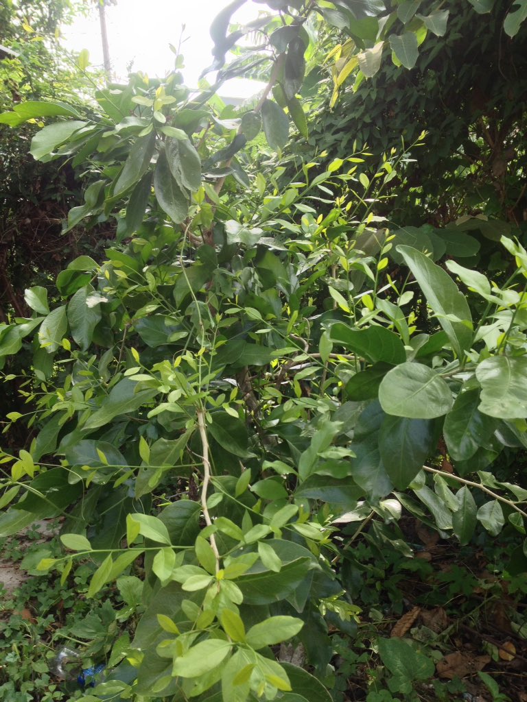 LRodmayu's tweet image. 