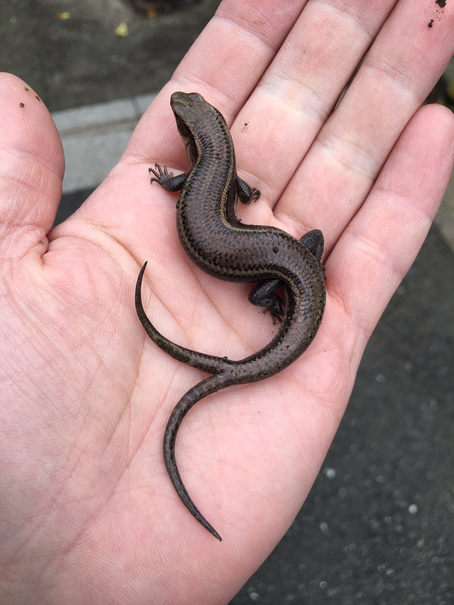 どうしてしっぽがふたつも 珍しいトカゲ見つけた 話題の画像プラス どうしてしっぽがふたつも 珍しいトカゲ見つけた 話題の画像プラス