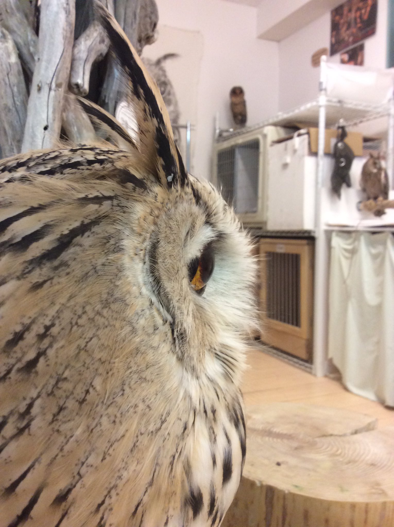 ふくろうの目 Twitter Search Twitter