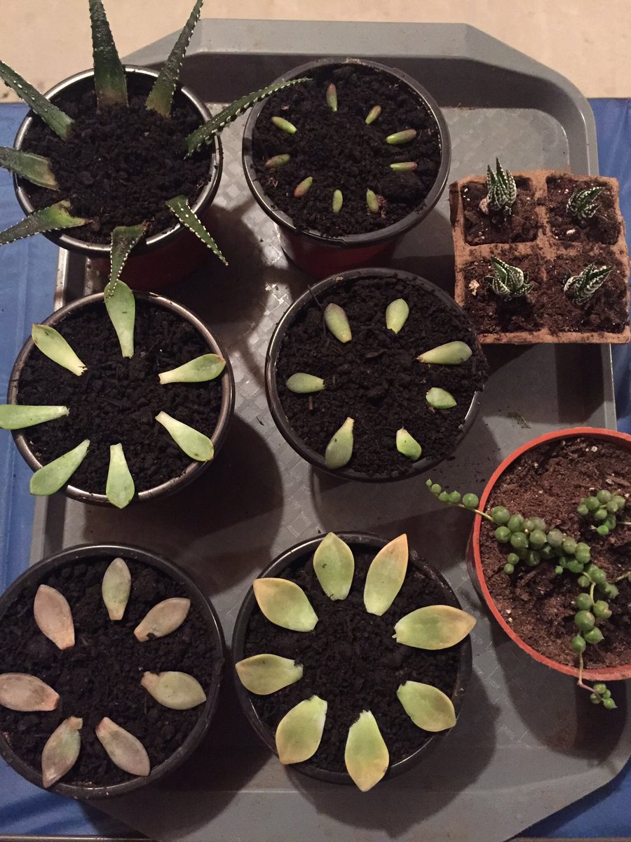 Time to propagate. #succulents #propagate