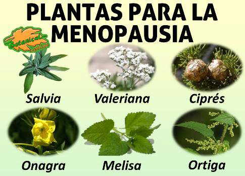 estefackerman's tweet image. Existe Fitoterapia para la menopausia esta consiste en dieta a base de derivados de la soya, lignanos, *infusiones*  y semillas @UNAM_CUD