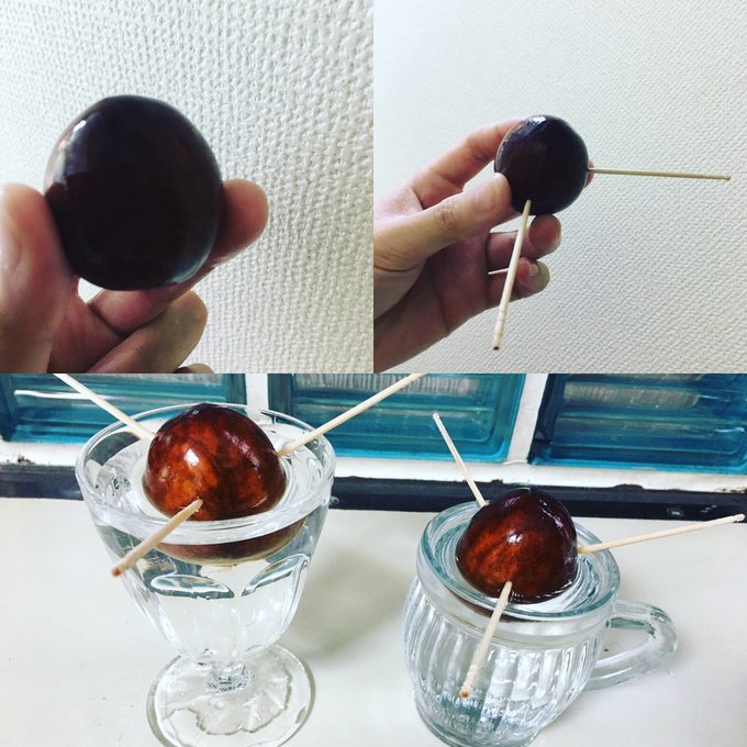 アボカドの種の育て方 10年経過してこうなった