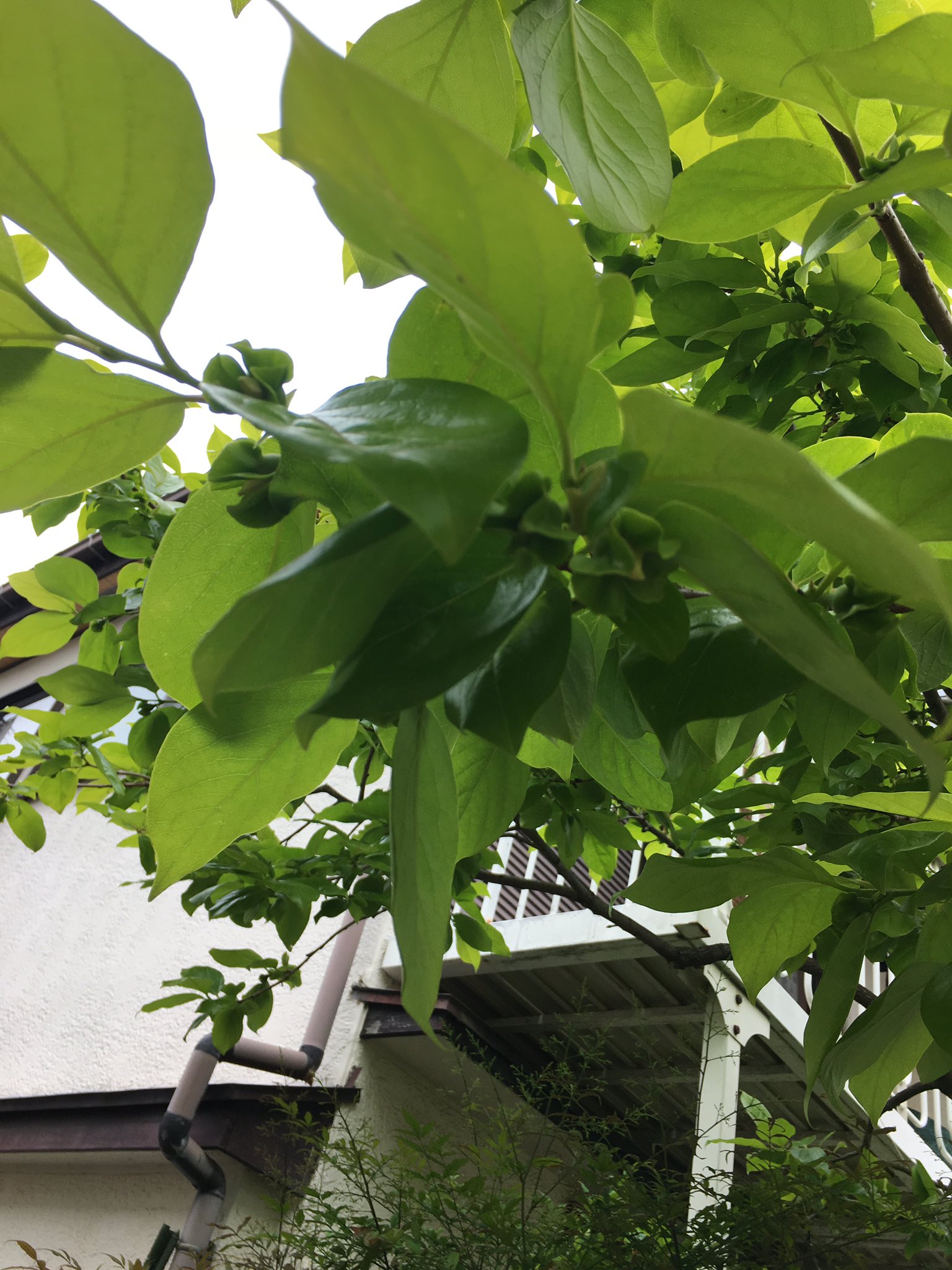 ｔoshioｙokoi 我が生命の庭では 柿が小さな実をつけている 柿の木は一年を通し 四季の変化を感じさせてくれる 春は春の柿 夏は夏の柿 秋は秋の柿 冬は冬の柿 柿の木は四季それぞれの 風情が楽しい T Co Blvse7fqxf Twitter