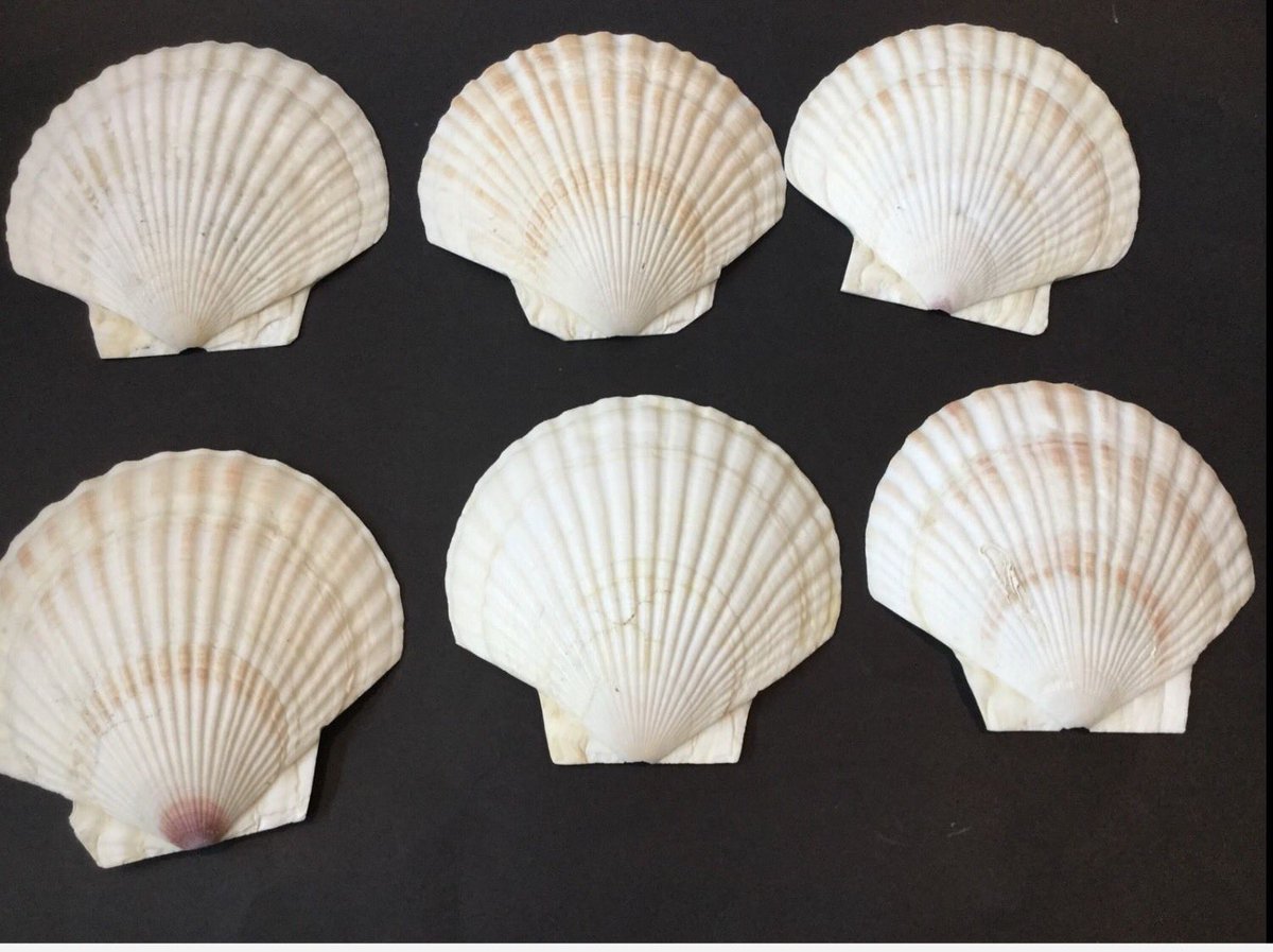 midler_helen's tweet photo. Scallop seashells #seashells #shells #beach #beachdecor #weddingdecor #scallops #shellcollectors https://t.co/AardMr06hR https://t.co/P3zPBkSizo