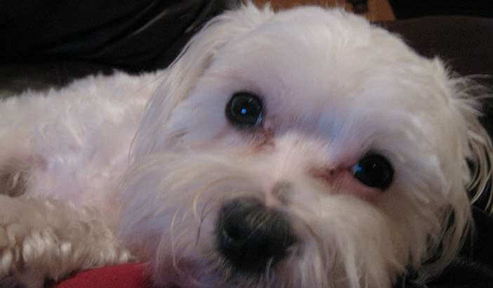 KnoxLocal's tweet image. Small Business Talk: Emmy's Gourmet Canine Creations knoxlocal.com/small-business…